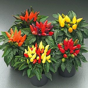 How to grow and care for ornamental peppers Capsicum, and can they be eaten?
