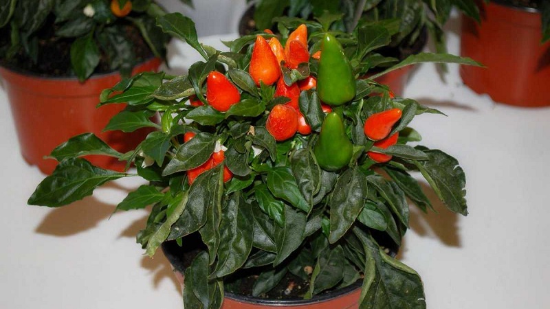 How to grow and care for ornamental peppers Capsicum, and can they be eaten?