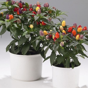 How to grow and care for ornamental peppers Capsicum, and can they be eaten?