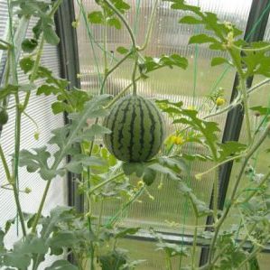 How to grow a watermelon at home from a stone: step by step instructions