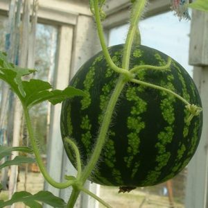 How to grow a watermelon at home from a stone: step by step instructions
