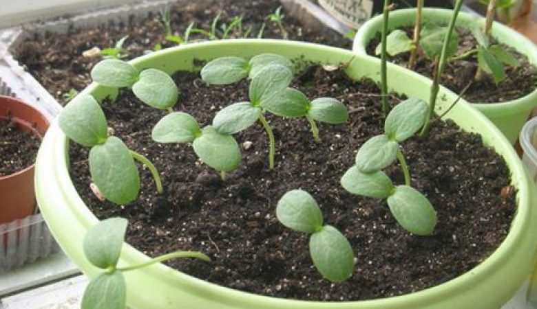 How to grow a watermelon at home from a stone: step by step instructions