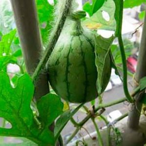 How to grow a watermelon at home from a stone: step by step instructions