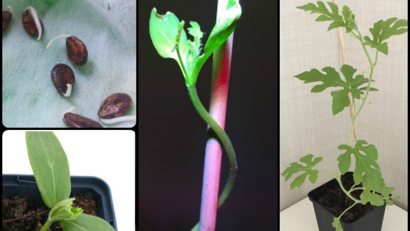 How to grow a watermelon at home from a stone: step by step instructions