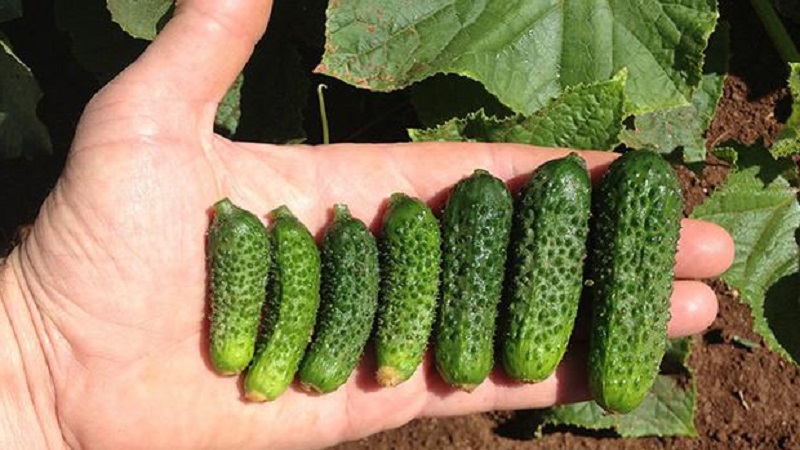 How to grow Ekol cucumbers on your site and get an excellent harvest for universal use