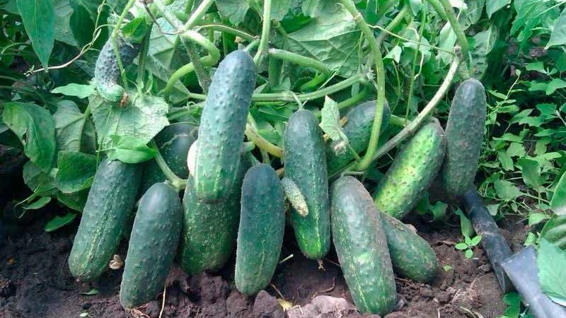 How to grow Ekol cucumbers on your site and get an excellent harvest for universal use