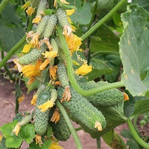 How to grow Ekol cucumbers on your site and get an excellent harvest for universal use