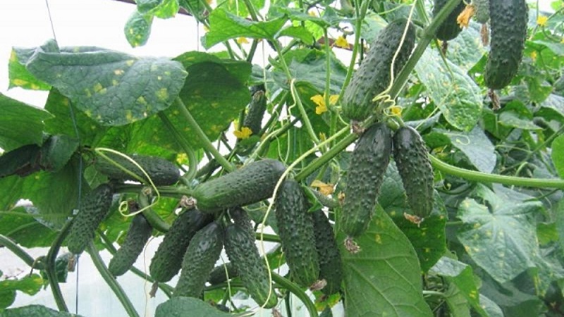 How to grow Ekol cucumbers on your site and get an excellent harvest for universal use
