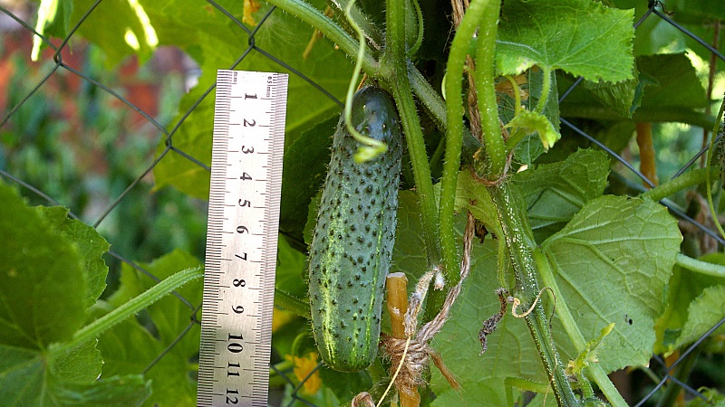 How to grow Ekol cucumbers on your site and get an excellent harvest for universal use