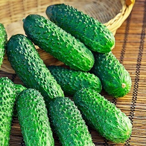 How to grow Ekol cucumbers on your site and get an excellent harvest for universal use