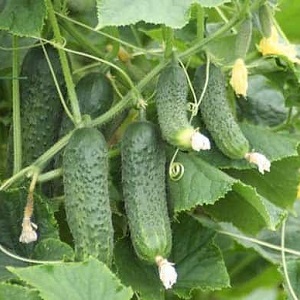 How to grow Ekol cucumbers on your site and get an excellent harvest for universal use