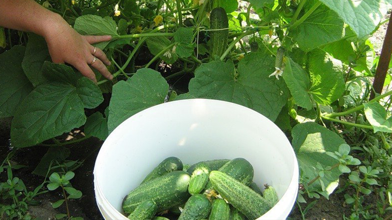 Secrets of the best agronomists: how to grow cucumbers outdoors