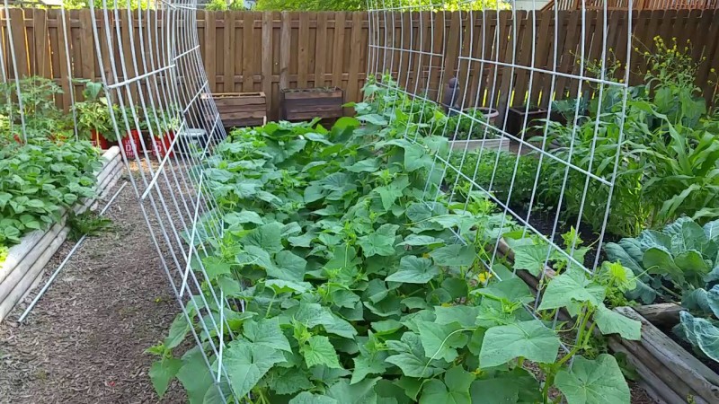 Secrets of the best agronomists: how to grow cucumbers outdoors