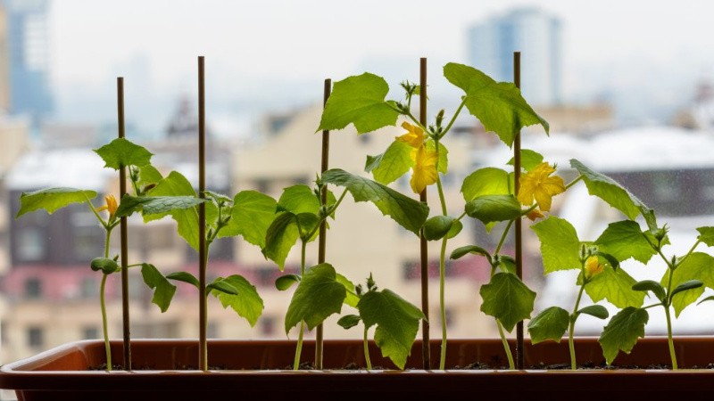 How to grow cucumbers on the windowsill in winter