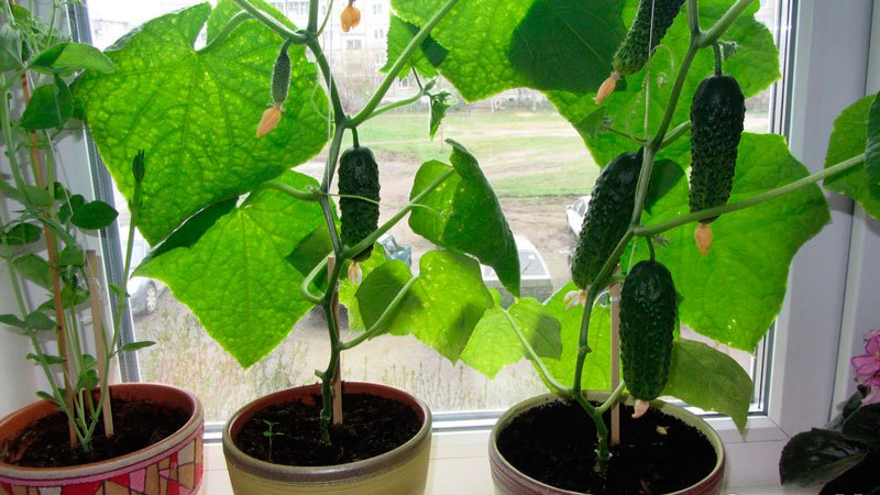 How to grow cucumbers on the windowsill in winter