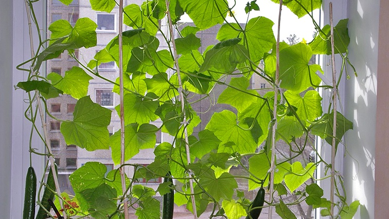 How to grow cucumbers on the windowsill in winter