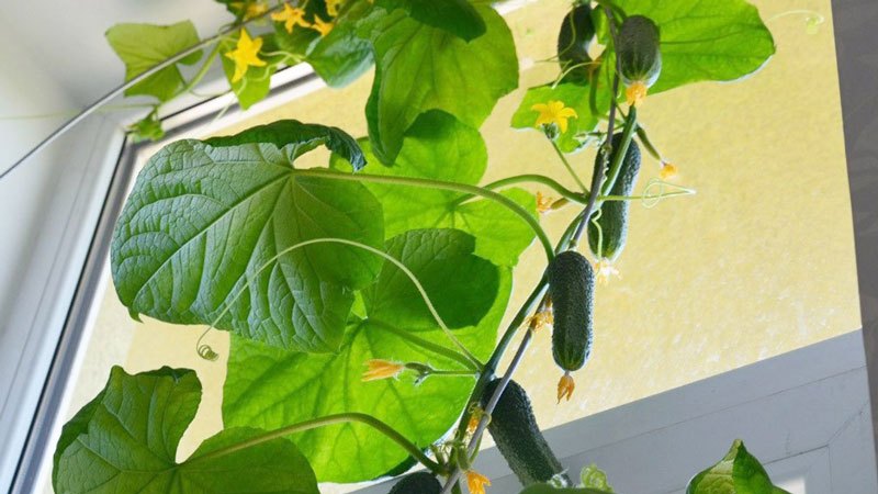 How to grow cucumbers on the windowsill in winter