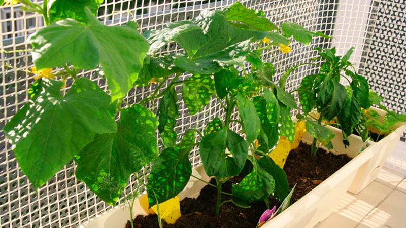 How to grow cucumbers on the windowsill in winter
