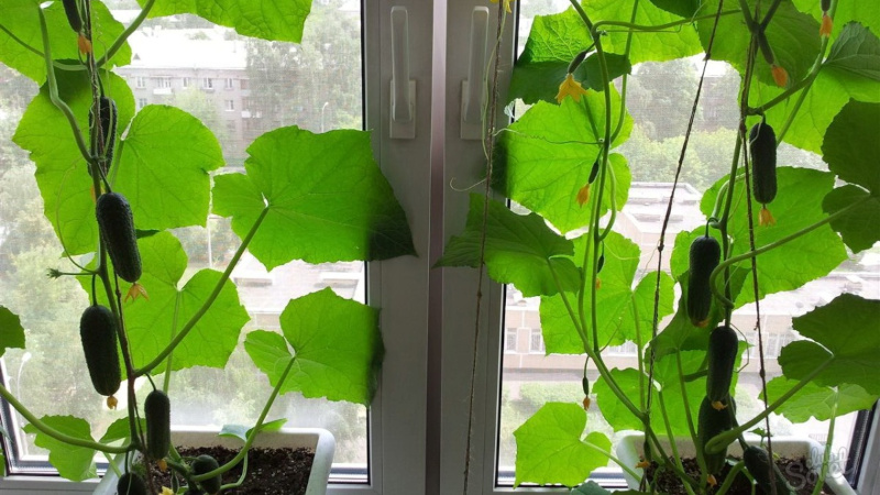 How to grow cucumbers on the windowsill in winter
