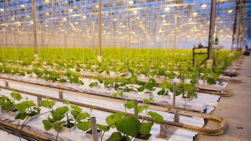 How to grow cucumbers in a greenhouse in winter: step by step instructions