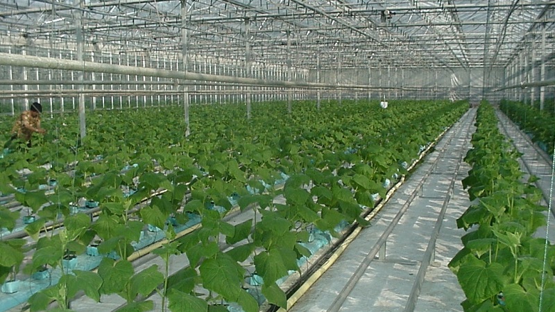 How to grow cucumbers in a greenhouse in winter: step by step instructions