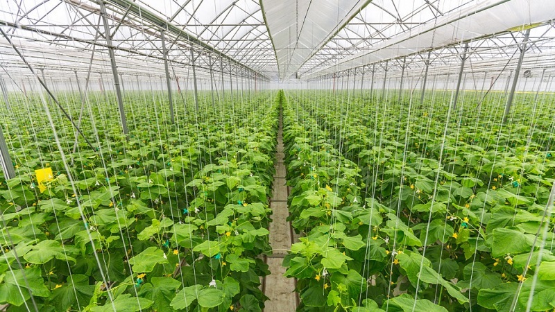 How to grow cucumbers in a greenhouse in winter: step by step instructions