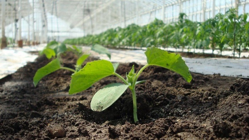 How to grow cucumbers in a greenhouse in winter: step by step instructions