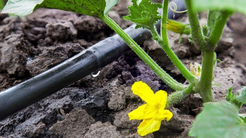 How to grow cucumbers in a greenhouse in winter: step by step instructions