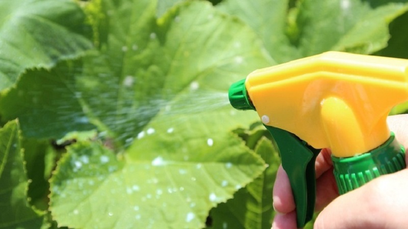 How to grow cucumbers in a greenhouse in winter: step by step instructions