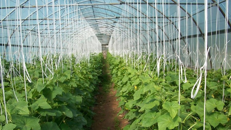 How to grow cucumbers in a greenhouse in winter: step by step instructions