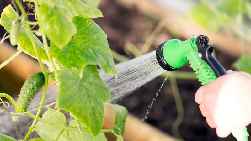 How to grow cucumbers in a greenhouse in winter: step by step instructions