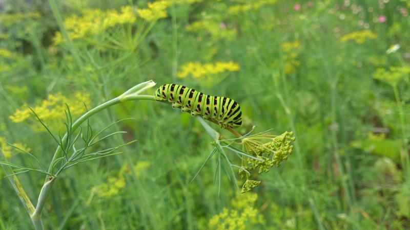 What are the pests of dill: photos and fight against them, diseases and preventive measures to protect the crop