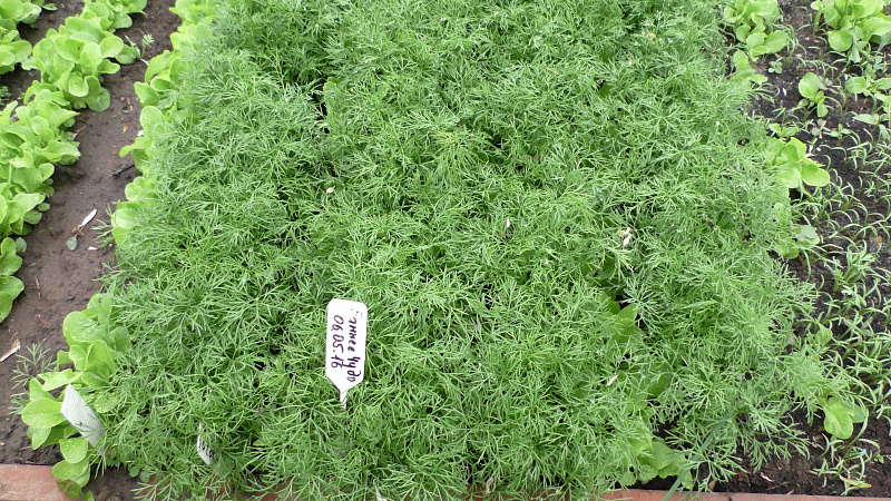 What are the pests of dill: photos and fight against them, diseases and preventive measures to protect the crop