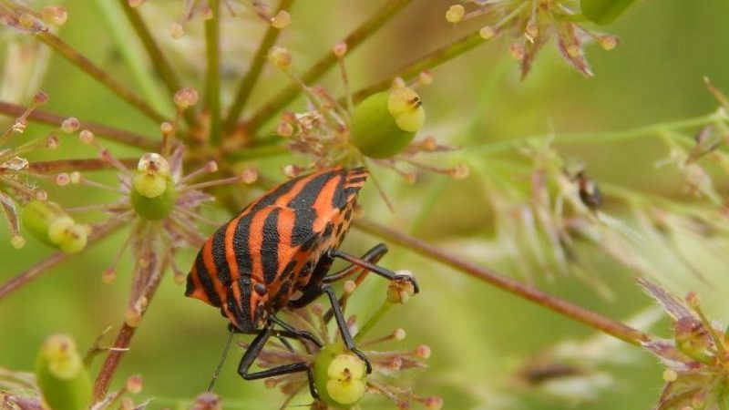 What are the pests of dill: photos and fight against them, diseases and preventive measures to protect the crop