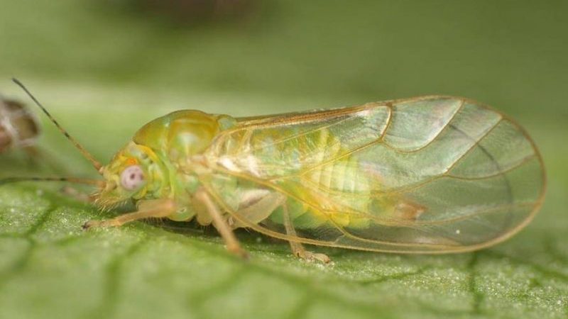 What are the pests of dill: photos and fight against them, diseases and preventive measures to protect the crop