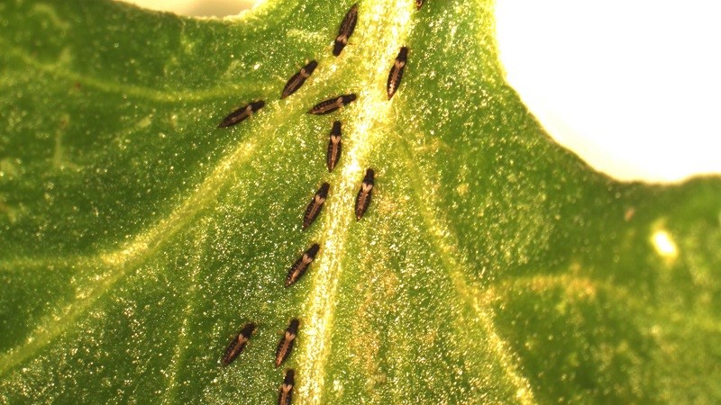What are the pests of dill: photos and fight against them, diseases and preventive measures to protect the crop