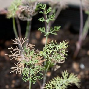 What are the pests of dill: photos and fight against them, diseases and preventive measures to protect the crop