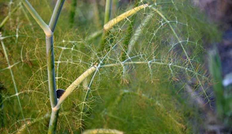 What are the pests of dill: photos and fight against them, diseases and preventive measures to protect the crop