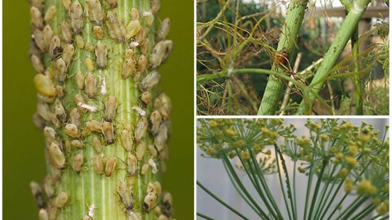 What are the pests of dill: photos and fight against them, diseases and preventive measures to protect the crop