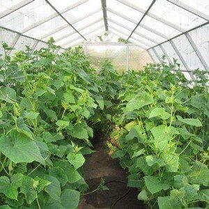 What dressing can be used for cucumbers in a greenhouse during fruiting