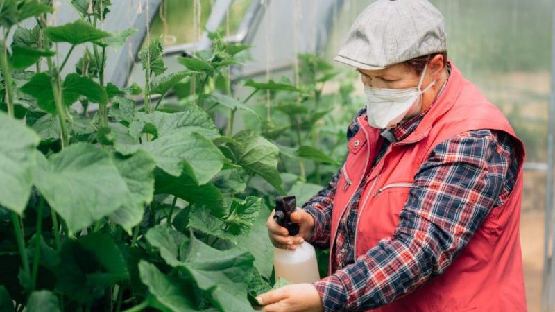 What dressing can be used for cucumbers in a greenhouse during fruiting