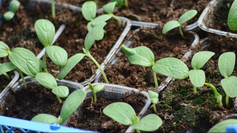 What varieties of watermelons are preferable for planting in Siberia