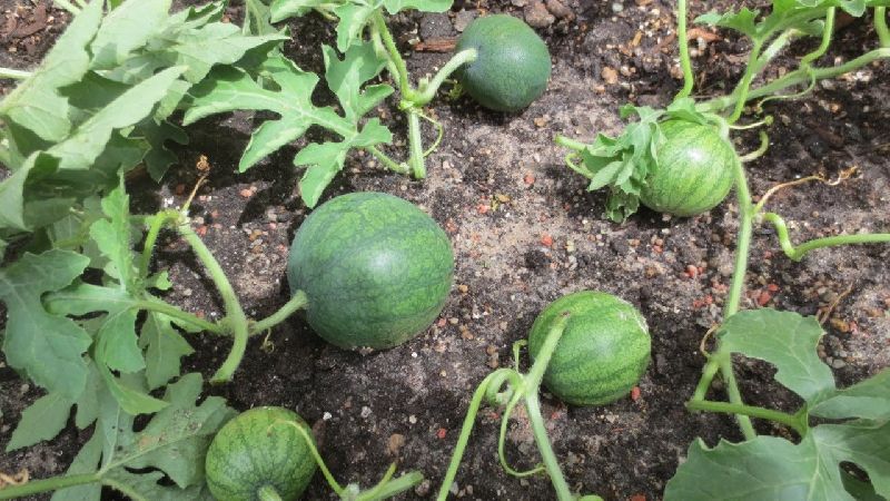 What varieties of watermelons are preferable for planting in Siberia