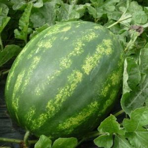 What varieties of watermelons are preferable for planting in Siberia