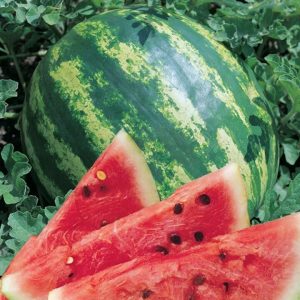 What varieties of watermelons are preferable for planting in Siberia