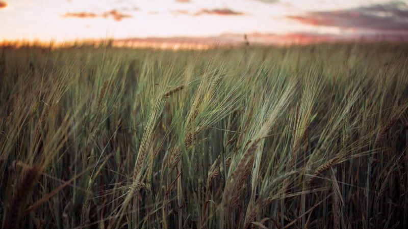 What cereals are made from rye and its beneficial properties