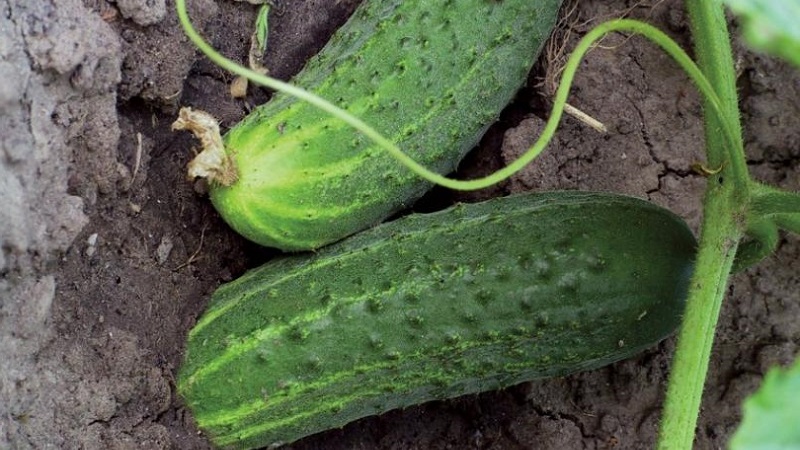 What kind of soil do cucumbers like and how to properly process it before and after planting
