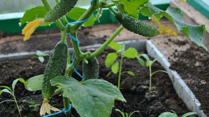 What kind of soil do cucumbers like and how to properly process it before and after planting