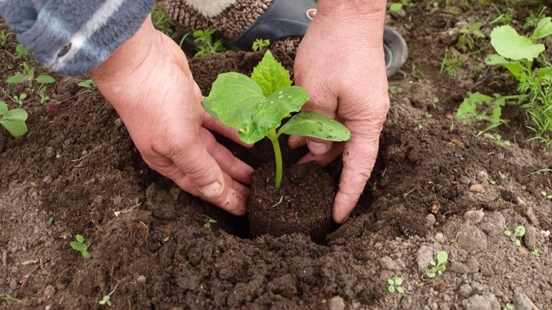 What kind of soil do cucumbers like and how to properly process it before and after planting