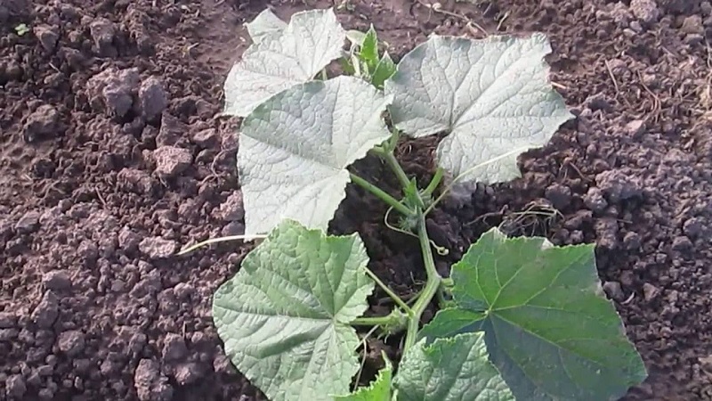 What kind of soil do cucumbers like and how to properly process it before and after planting